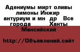 Адениумы,мирт,оливы,лимоны,Инжир, антуриум и мн .др - Все города  »    . Ханты-Мансийский